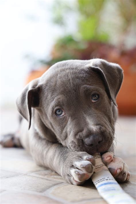 pitbull negro|The TRUTH About Pit Bulls: What You Need to Know .